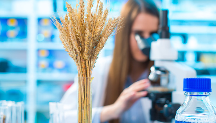 准许进口转基因面粉后，巴西又批准了转基因小麦种植与销售
