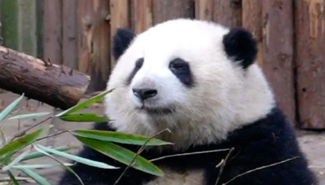 大熊猫,文体行业,流量,