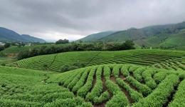 安吉白茶 地标产品维权的标杆