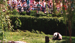 3月顶流，是一只叫和花的熊猫