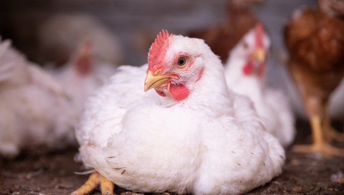 白羽鸡市场迎高景气度，禾丰股份去年7.29亿羽屠宰量登顶