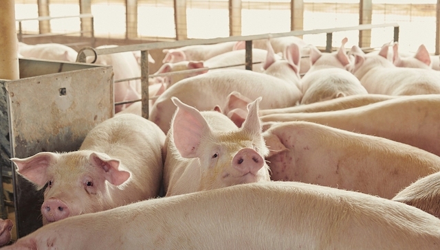 财说｜肝素药获美国FDA批准，海普瑞股价为何反应平淡？