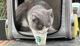 為什么上?？Х瑞^門口，最近流行放“水碗”？