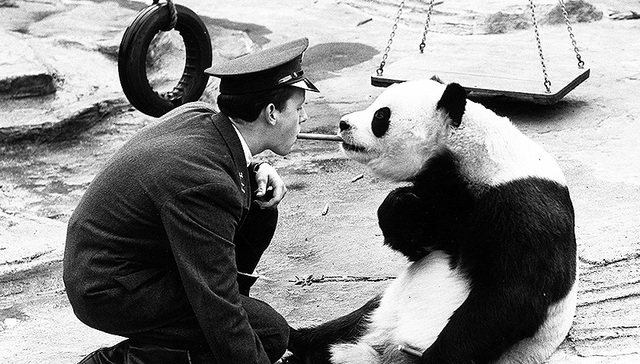 【图集】从“苏琳”到“小奇迹”：这些年，旅居海外的大熊猫