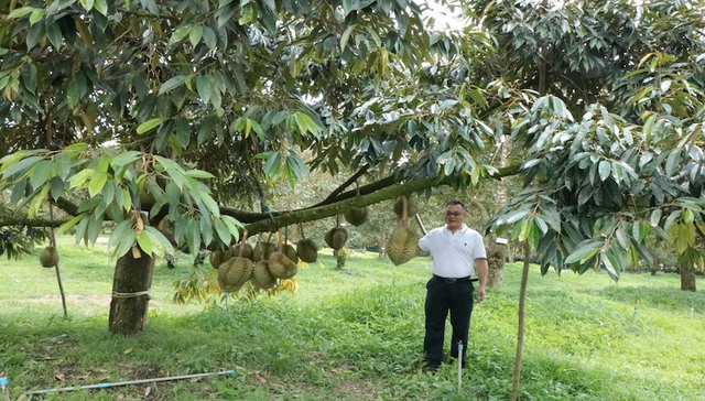 热带果树专家冯学杰：国产榴莲大规模商业化种植后将与东南亚榴莲形成竞争