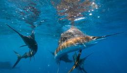 一年营收39亿，只靠“卖鱼”，这位浙商即将迎来第5个IPO