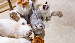 美国俄亥俄州事故后，中国宠粮市场变天了吗？