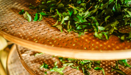 茶企赛马，争夺“A股茶叶第一股”