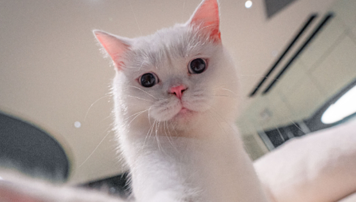 新瑞鹏,宠物经济,IPO,招股书,美股