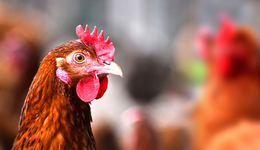 禽流感作勢欲來？