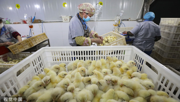 【特写】疯狂的鸡苗