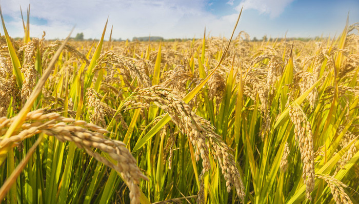 大米品牌十月稻田冲刺港交所，2022年营收超45亿