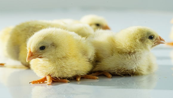 圣农发展净利下滑，寄望鸡苗业务成为新的增长引擎