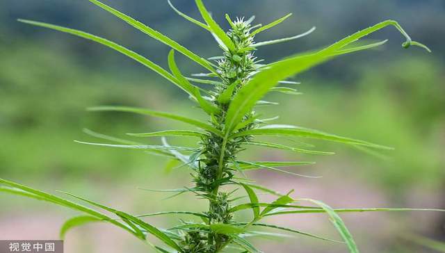 福安药业美国子公司“失控”，四年工业大麻梦碎