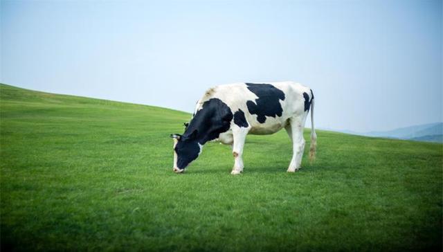 净利减少11.7%，有机奶公司中国圣牧面临饲料成本上涨困境