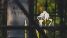 清明代掃，500元請人哭一次