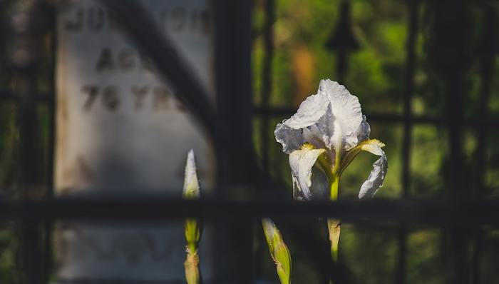扫墓,生活方式,清明,元宇宙,