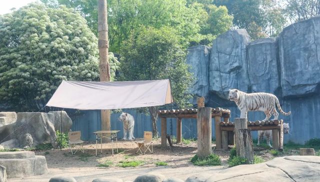 动物园10万元悬赏“与虎同住”？现已闭园整改