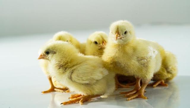 白羽肉鸡出口商凤祥股份主营收入稳步增长，却因财务危机亏了7.69亿