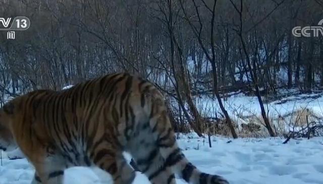 栖息地,雌虎,环境修复,野生动物,保护区,国家公园,狗獾,繁育,农民,虎豹