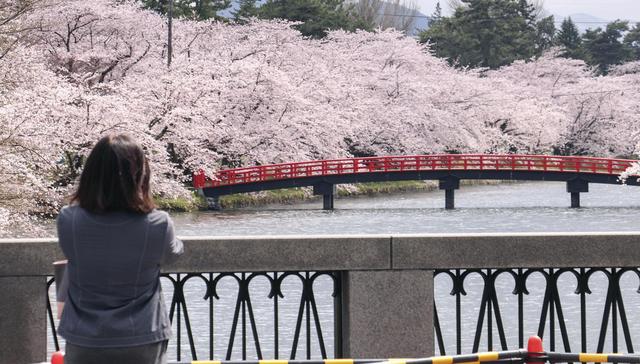 Chinese tourists sorely missed during cherry blossom time in Japan