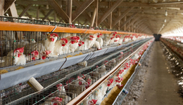 可轉(zhuǎn)債被否、定增又遭深交所17問，益生股份募資之路坎坷不斷