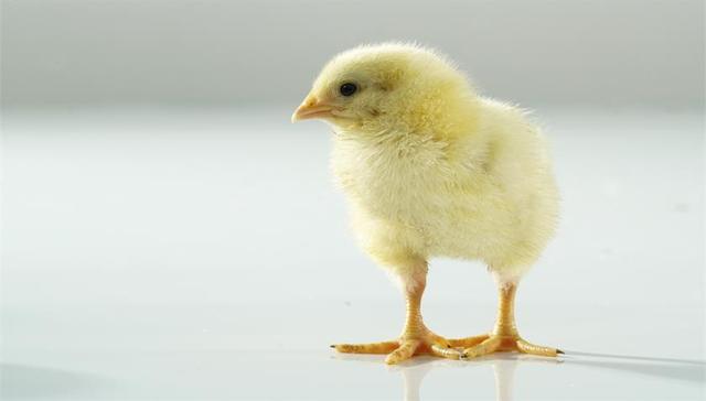 益生股份一季度鸡苗生意持续景气，3月白羽肉鸡苗销售收入同比涨超4倍