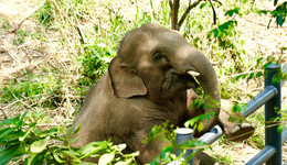 法治面｜首例亚洲象公益诉讼案聚焦动物表演：驯养还是虐待？