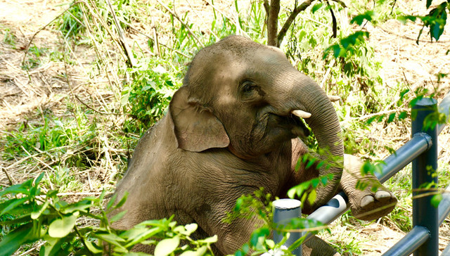 法治面｜首例亚洲象公益诉讼案聚焦动物表演：驯养还是虐待？