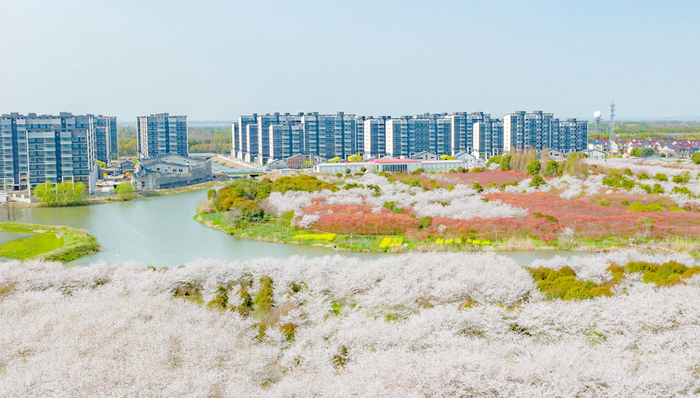 上海,青浦,华为,西岑,长三角一体化,示范区
