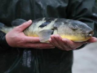 【深度】美味而又危险的赛道，养殖河豚努力重新“游”回餐桌|一线经济笔记