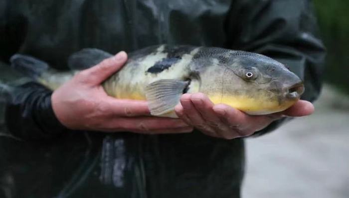 【深度】美味而又危险的赛道，养殖河豚努力重新“游”回餐桌|一线经济笔记