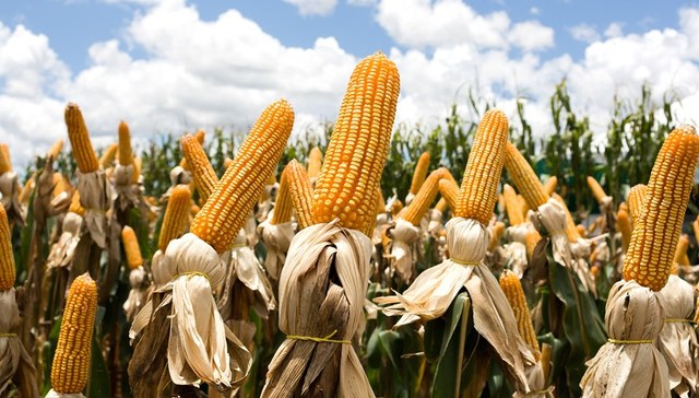 直通部委 | 中央财政下达100亿补贴实际种粮农民 各地将推动网约车平台降低过高抽成比例