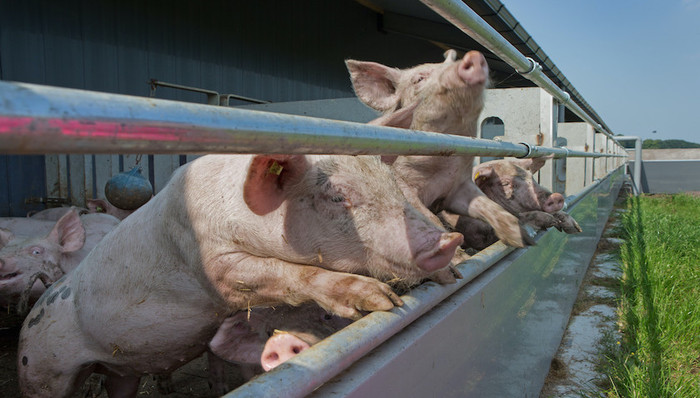 摆脱养猪拖累，海大集团营收首度突破千亿