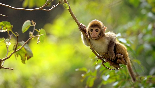 创新药迎来“小阳春”背后，重要风向标实验猴价格也小幅上涨