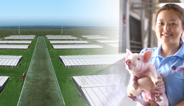 养猪巨头卷入“三角债”：供应商指责正邦违约，江西银行陷“骗贷”风波？