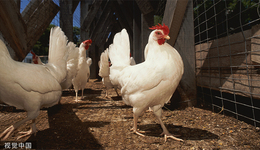 業(yè)績“兩極反轉(zhuǎn)”，益生股份一季度大賺3.14億元，最強雞周期已來？