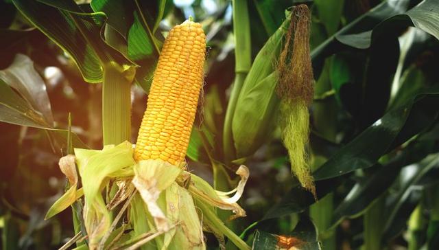 一季度净利下滑近99%，玉米价格狂飙让中粮科技业绩狂跌