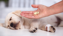 華東醫(yī)藥2.65億收購虧損獸藥企業(yè)，標的凈資產(chǎn)僅四千萬