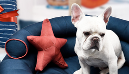 天元寵物上市后首份成績單：盈利大增現(xiàn)金流縮水，寵物食品表現(xiàn)亮眼