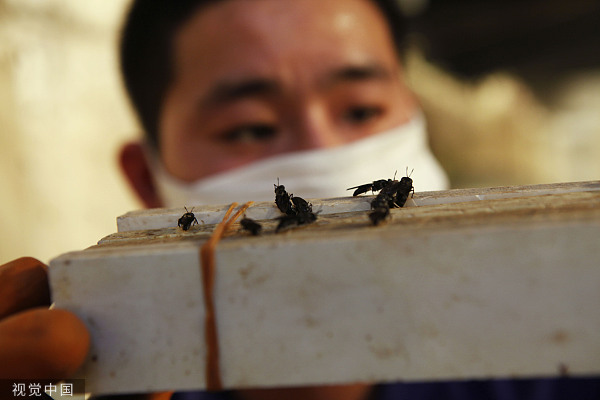 未来粮食已来，你会给猫猫狗狗选择昆虫宠粮吗？|寻找低碳启明星⑥