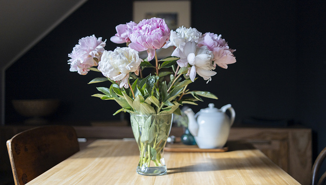小红书上满屏的芍药背后，一个产业正在精品化升级｜一线经济笔记