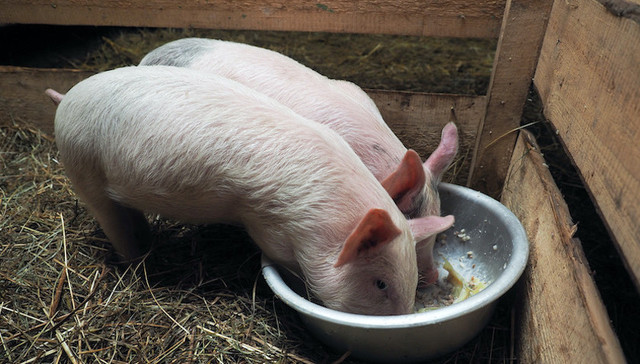 原料价格下跌，养殖需求回暖，播恩集团一季度摆脱两头承压净利增长1427%