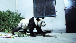 每周奇趣掠影丨全國多地迎來五一出行高峰；大熊貓“丫丫”回國后首次露面