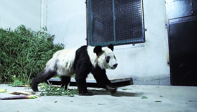 每周奇趣掠影丨全国多地迎来五一出行高峰；大熊猫“丫丫”回国后首次露面