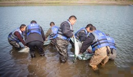 地方新聞精選 | 我國遷地保護(hù)江豚首次放歸長江 錦州計(jì)劃向全國游客發(fā)放60萬元燒烤券