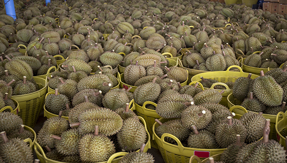 “水果之王”榴莲上市旺季价格腰斩，更多“榴莲自由”来了