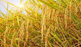 【观察】生姜种植困惑背后，治理耕地“非粮化”痛点怎么破？