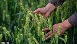 直通部委 | 我國人均糧食占有量約480公斤 4月份CPI同比上漲0.1%