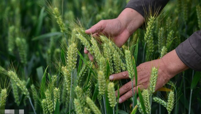 直通部委 | 我国人均粮食占有量约480公斤 4月份CPI同比上涨0.1%